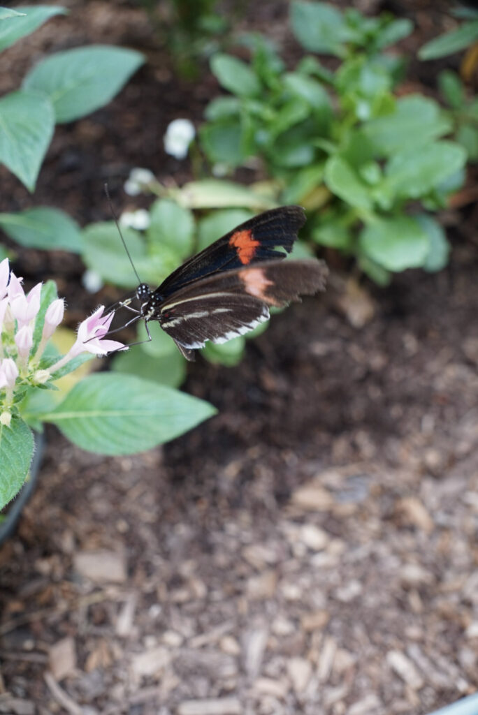Eifalia Schmetterlingsgarten