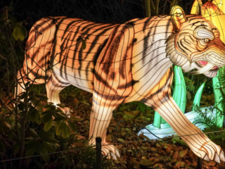 China Lights im K&ouml;lner Zoo
