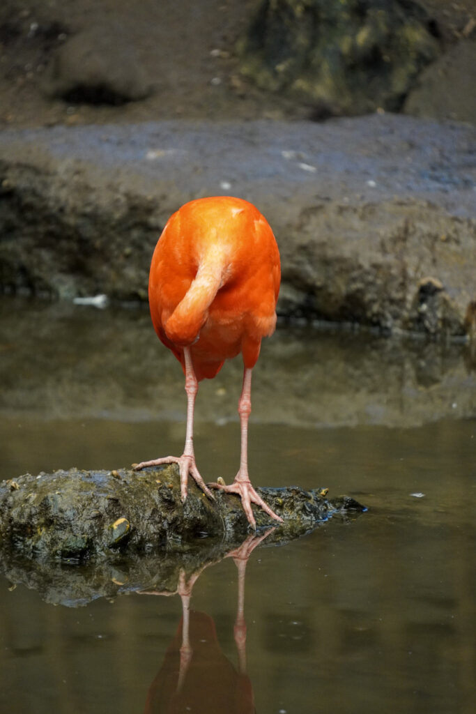 El Mundo Fantasia - Mondo Verde