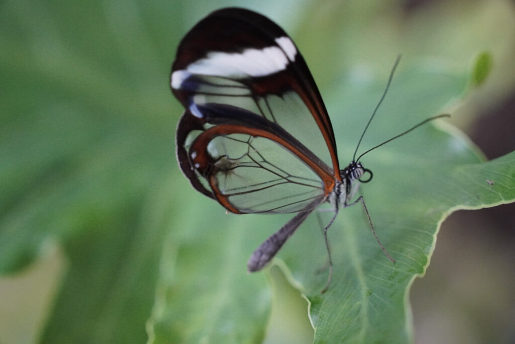 Eifalia Schmetterlingsgarten