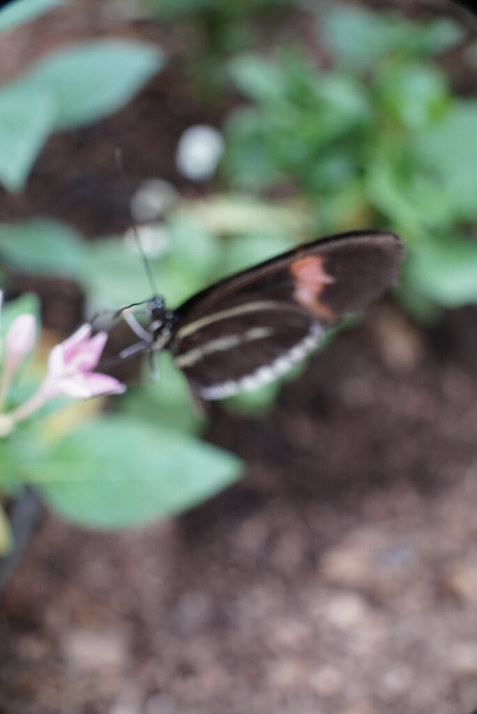 Eifalia Schmetterlingsgarten
