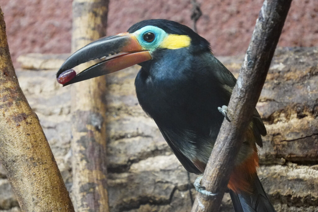 El Mundo Fantasia - Mondo Verde