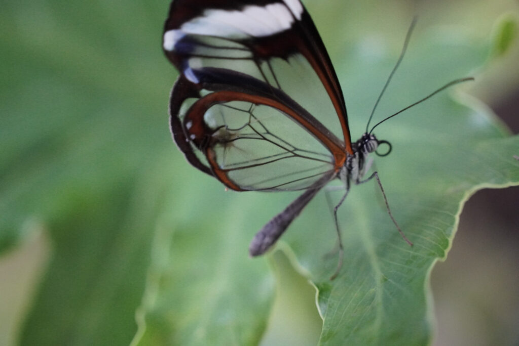 Eifalia Schmetterlingsgarten