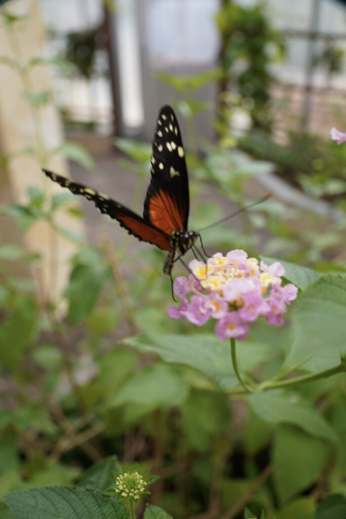 Eifalia Schmetterlingsgarten