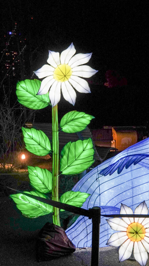 China Lights im K&ouml;lner Zoo