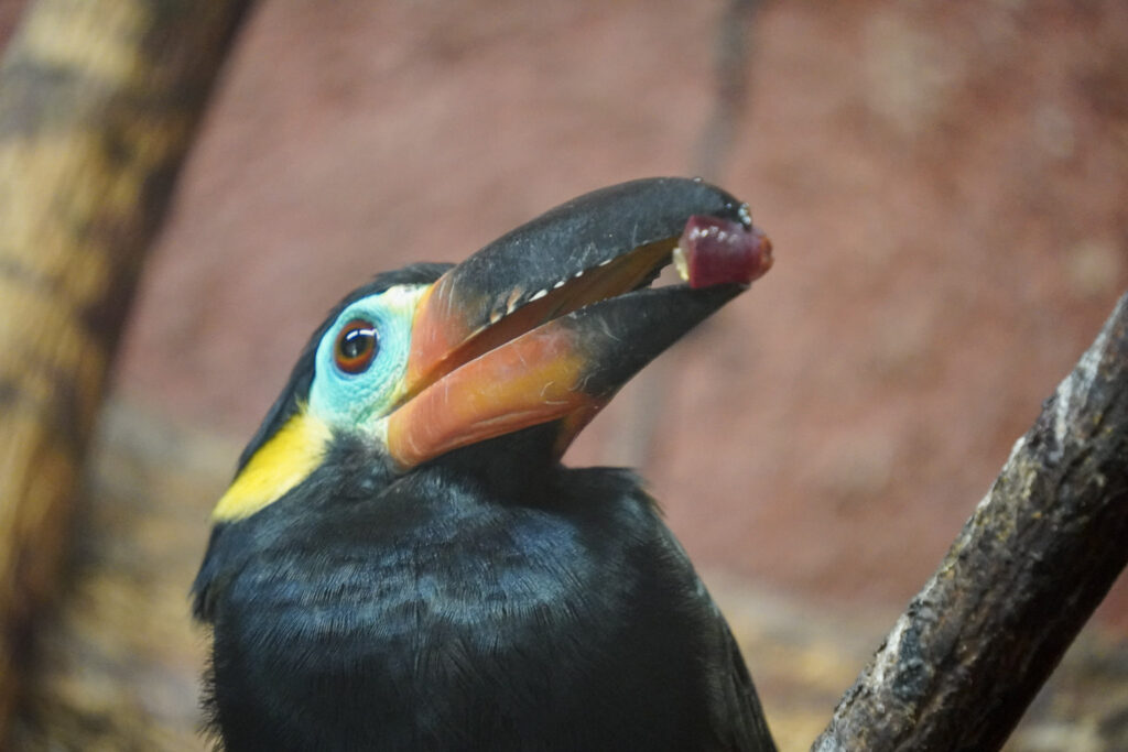 El Mundo Fantasia - Mondo Verde