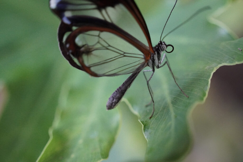 Eifalia Schmetterlingsgarten