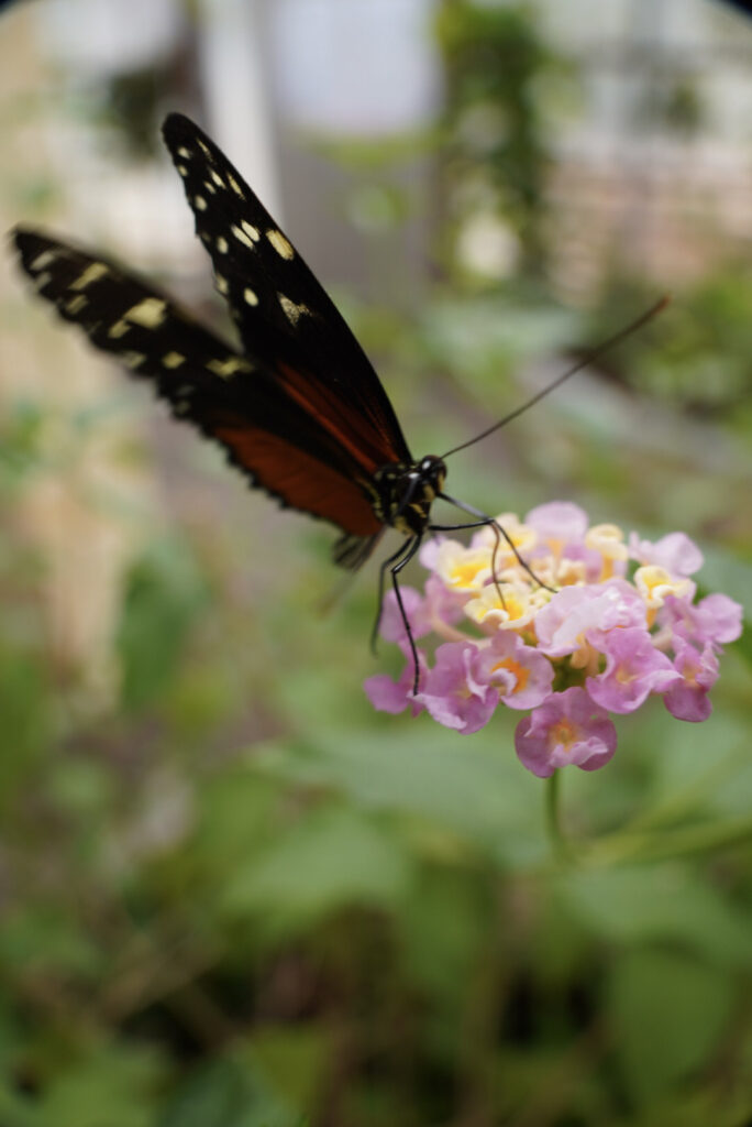 Eifalia Schmetterlingsgarten