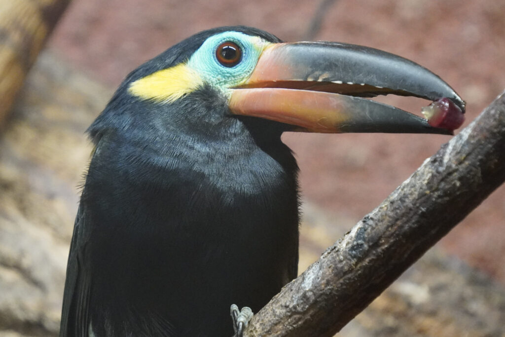El Mundo Fantasia - Mondo Verde