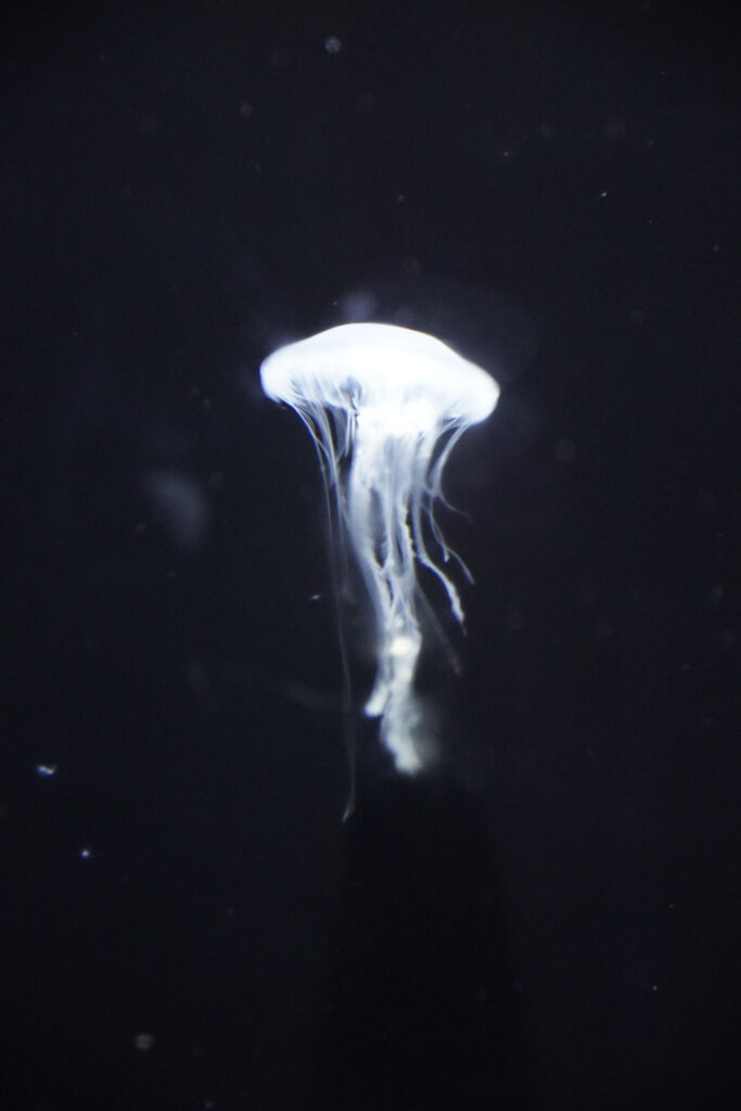 Burgers' Zoo Burgers' Zoo