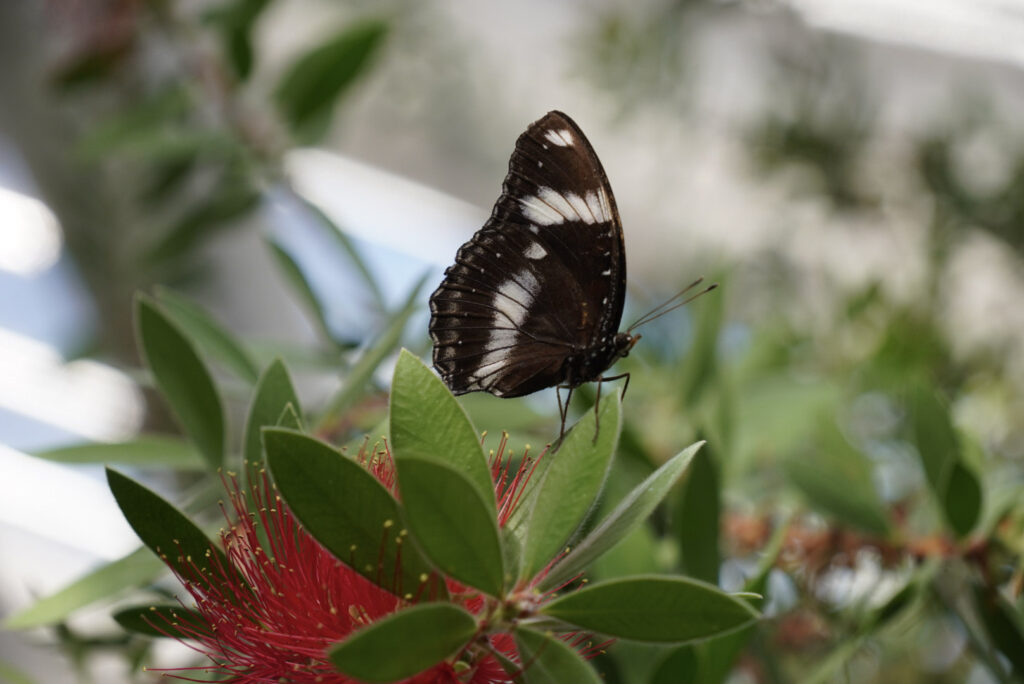 Eifalia Schmetterlingsgarten
