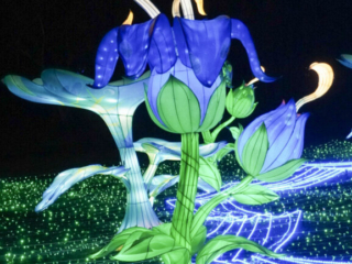 China Lights im K&ouml;lner Zoo