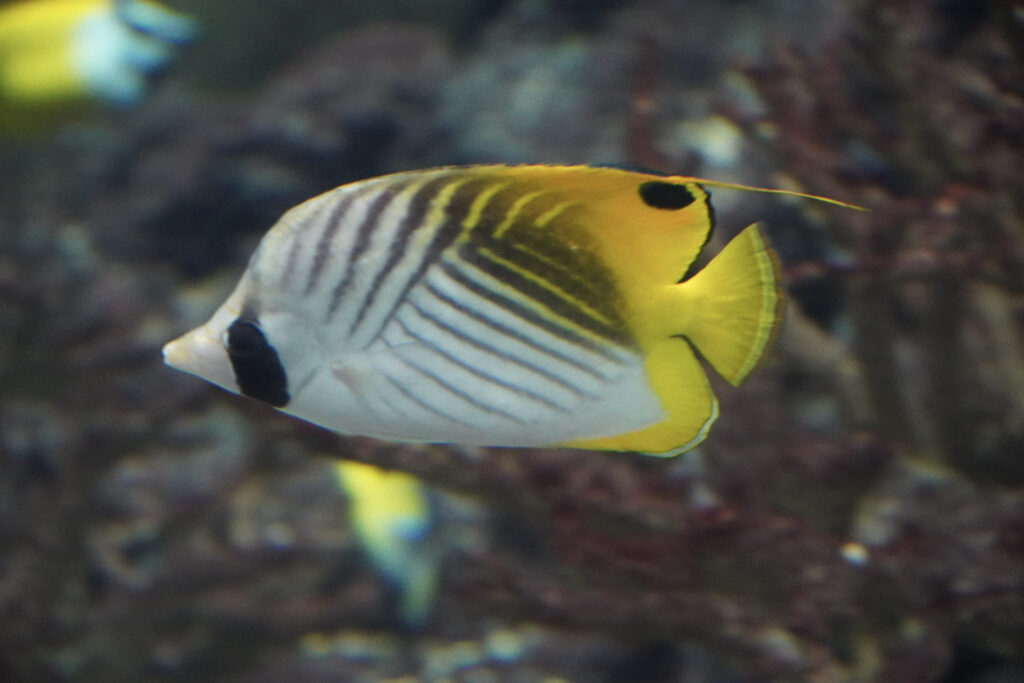 Burgers' Zoo Burgers' Zoo