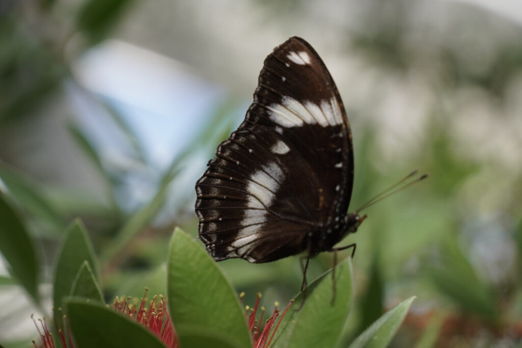 Eifalia Schmetterlingsgarten