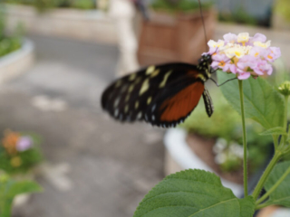 Eifalia Schmetterlingsgarten