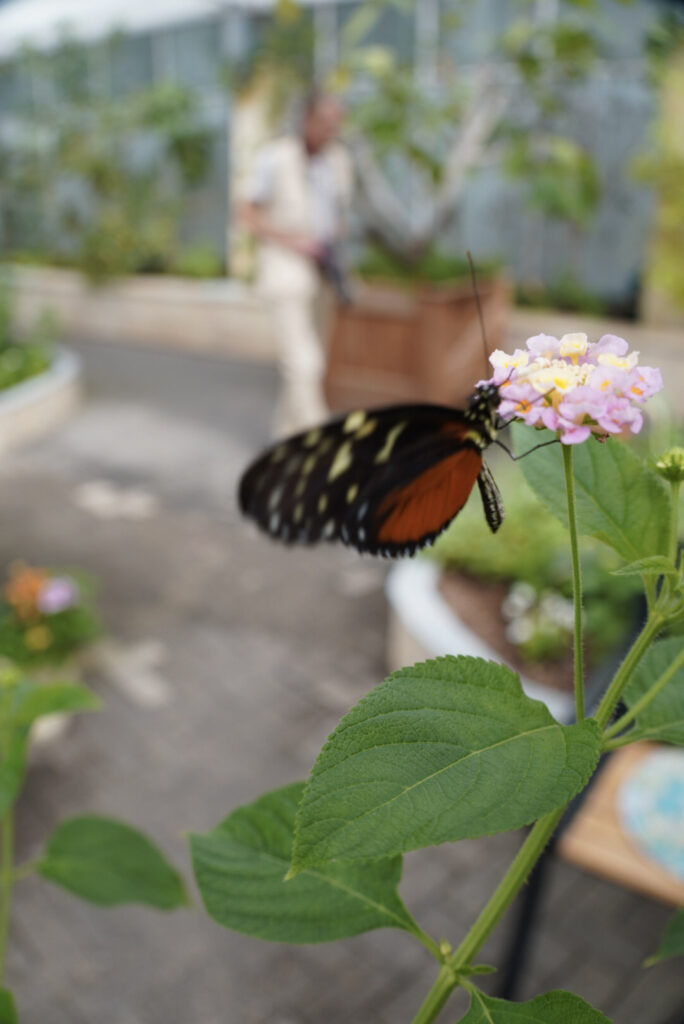 Eifalia Schmetterlingsgarten