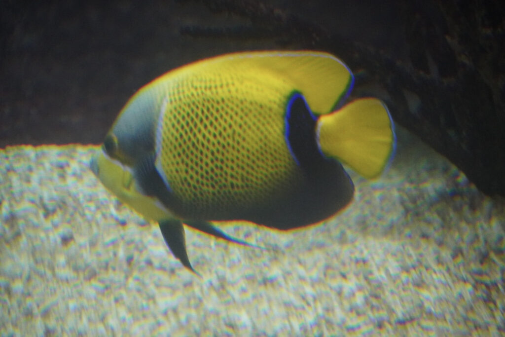 Burgers' Zoo Burgers' Zoo