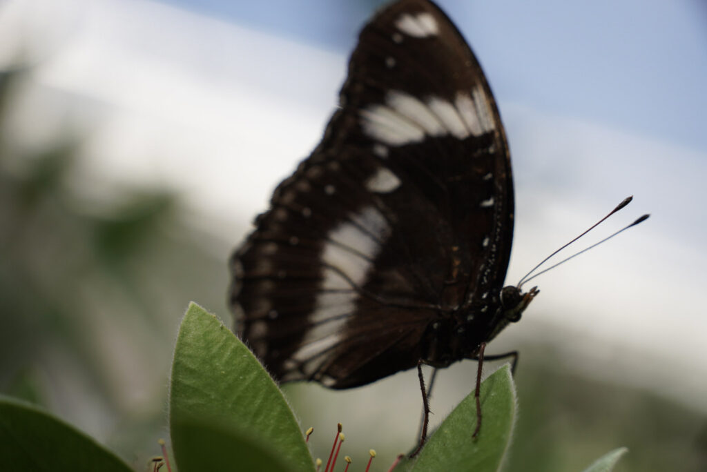 Eifalia Schmetterlingsgarten