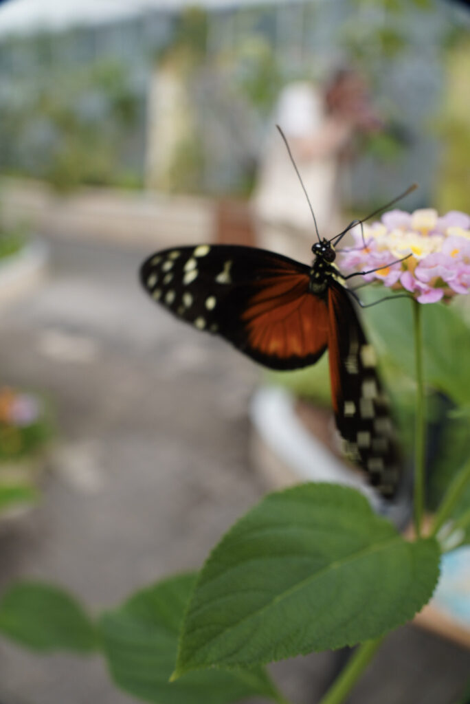 Eifalia Schmetterlingsgarten