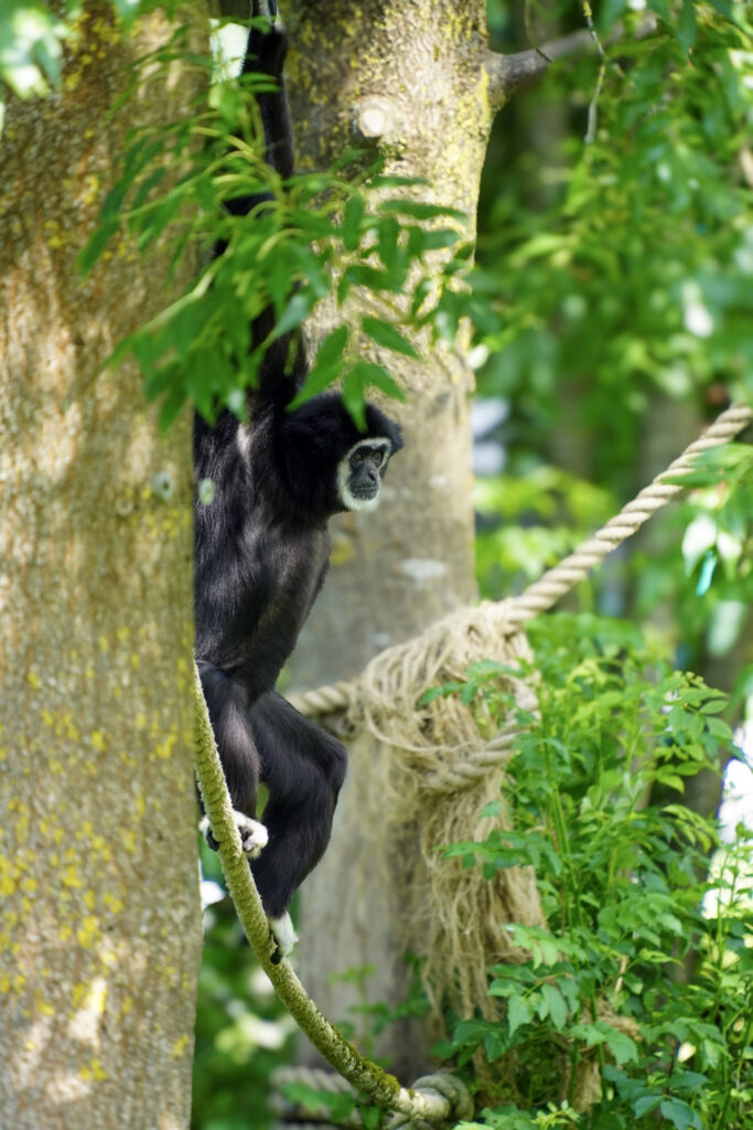 El Mundo Fantasia - Mondo Verde