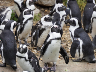 Burgers' Zoo