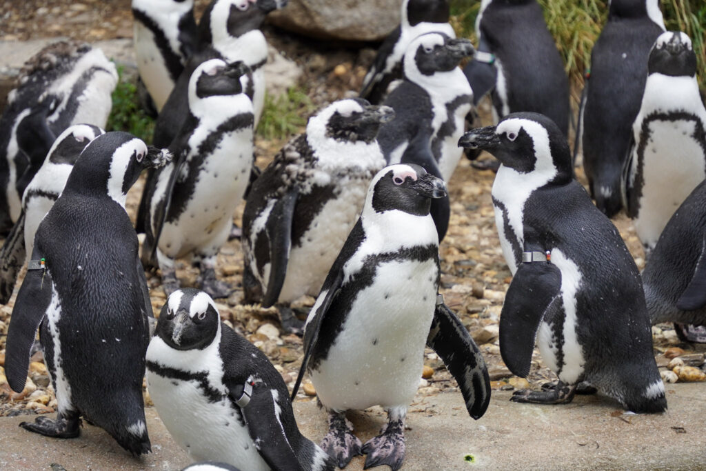 Burgers' Zoo Burgers' Zoo