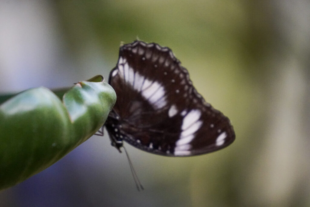 Eifalia Schmetterlingsgarten