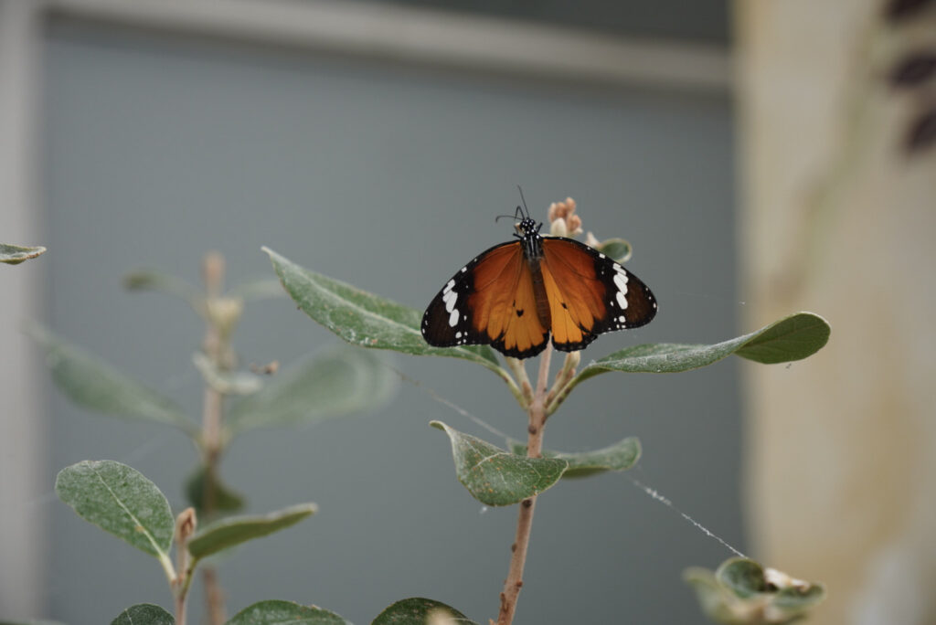 Eifalia Schmetterlingsgarten
