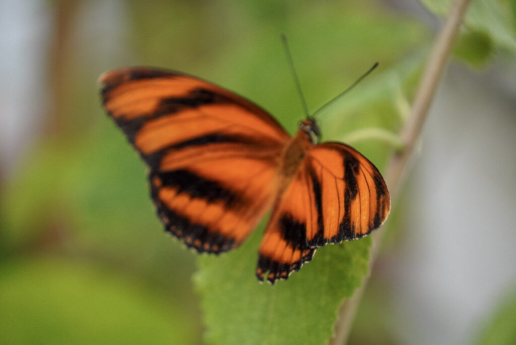 Eifalia Schmetterlingsgarten