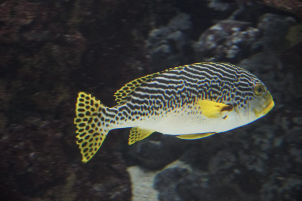 Burgers' Zoo Burgers' Zoo