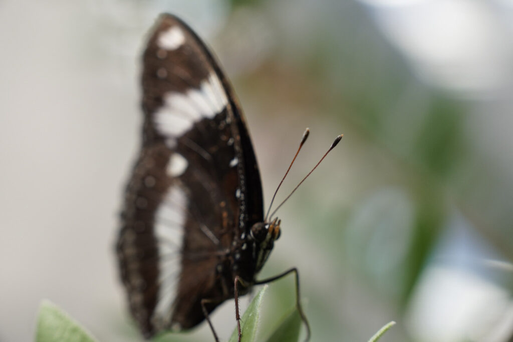 Eifalia Schmetterlingsgarten