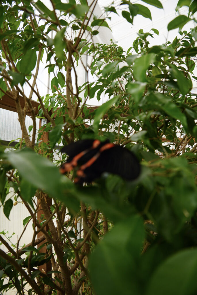 Eifalia Schmetterlingsgarten