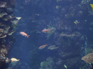 Burgers' Zoo
