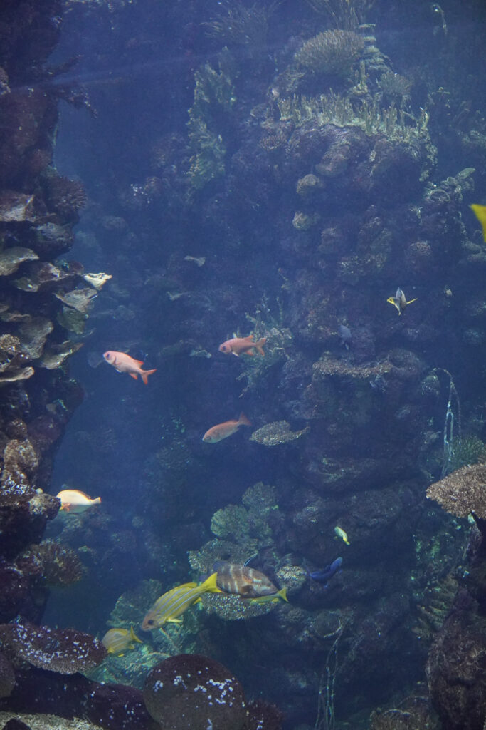 Burgers' Zoo Burgers' Zoo