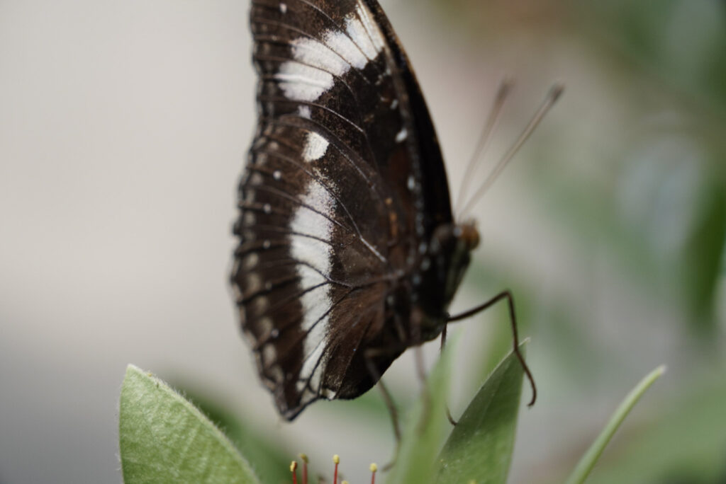 Eifalia Schmetterlingsgarten