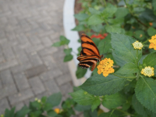 Eifalia Schmetterlingsgarten