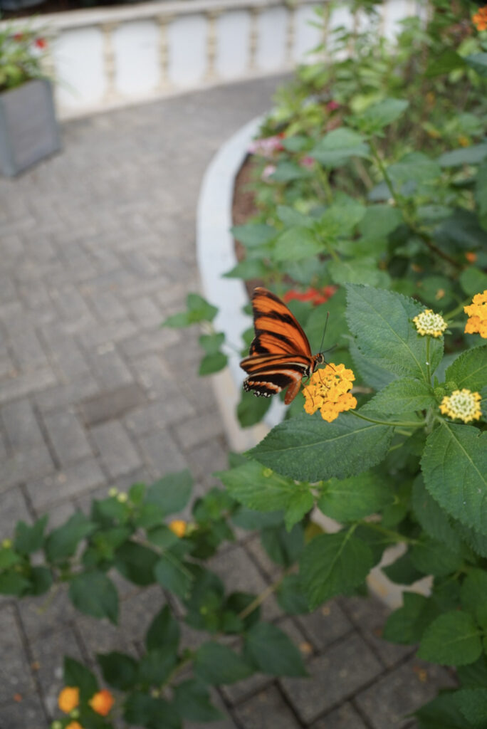 Eifalia Schmetterlingsgarten