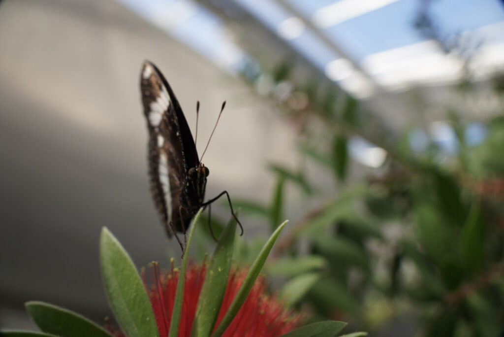 Eifalia Schmetterlingsgarten