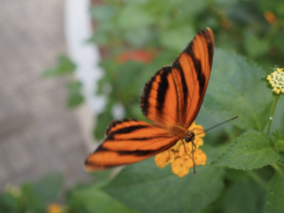 Eifalia Schmetterlingsgarten