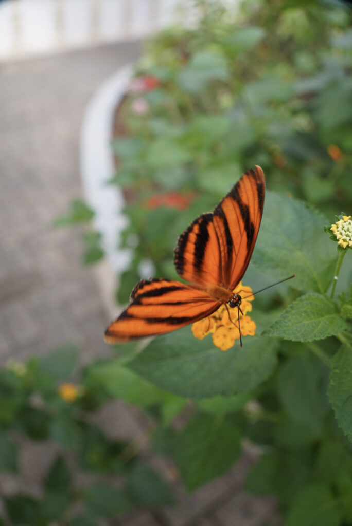 Eifalia Schmetterlingsgarten