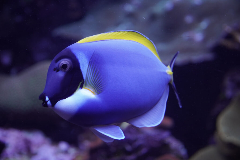 Burgers' Zoo Burgers' Zoo