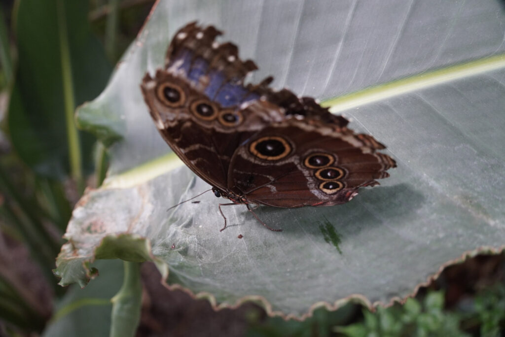 Eifalia Schmetterlingsgarten