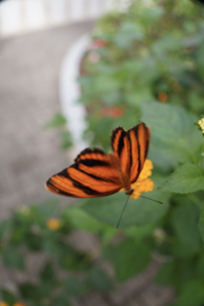 Eifalia Schmetterlingsgarten
