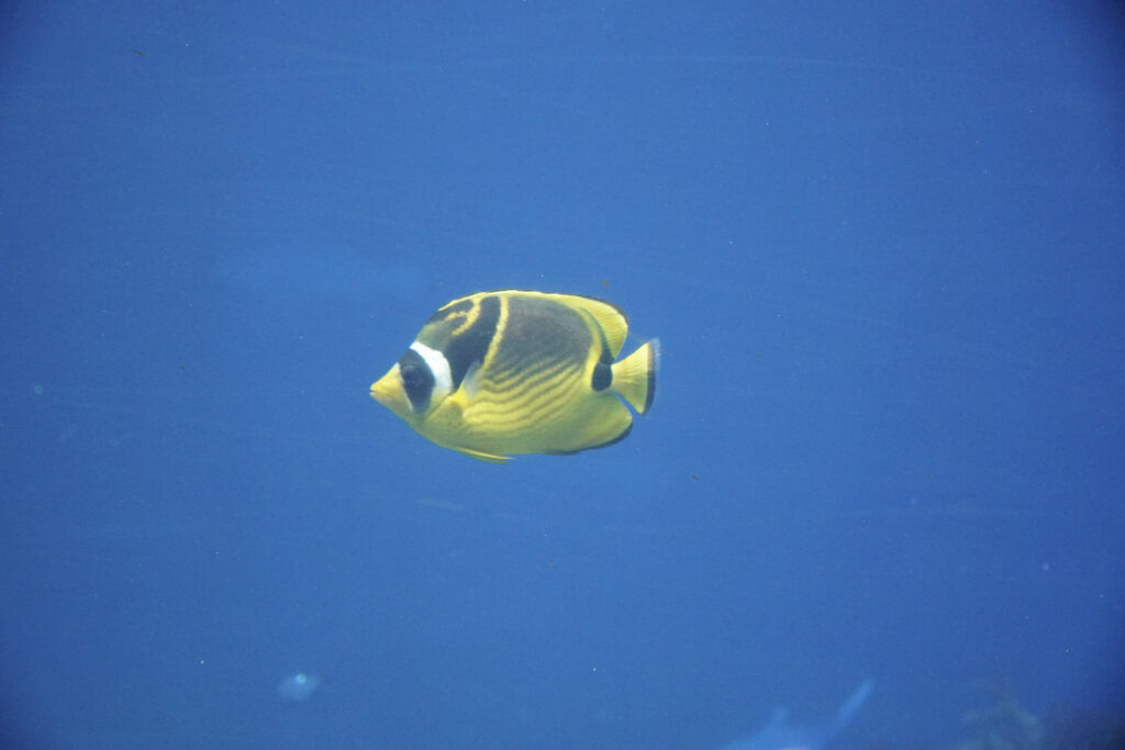 Burgers' Zoo Burgers' Zoo