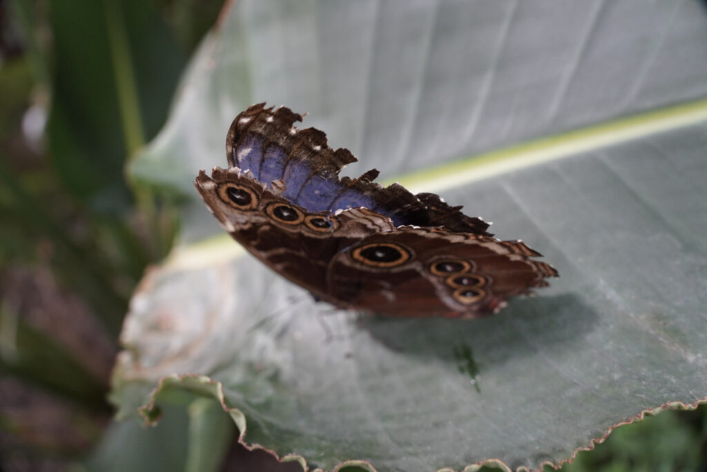 Eifalia Schmetterlingsgarten