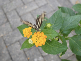 Eifalia Schmetterlingsgarten