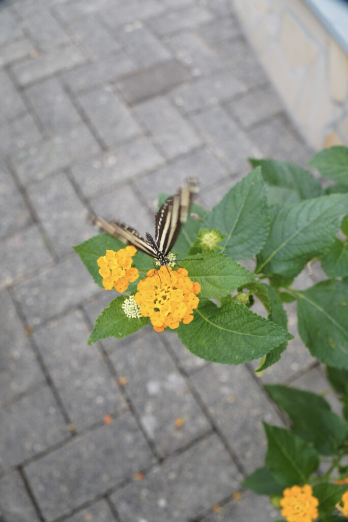 Eifalia Schmetterlingsgarten