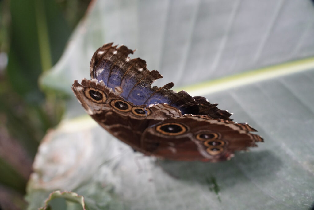 Eifalia Schmetterlingsgarten