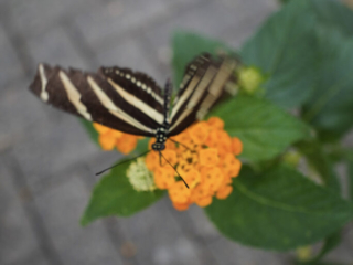 Eifalia Schmetterlingsgarten