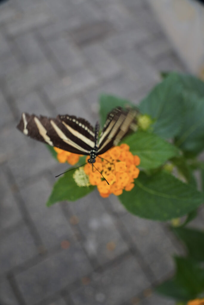 Eifalia Schmetterlingsgarten